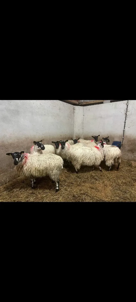 40 EWE LAMBS- Maam Cross Mart 11th Oct - Image 4