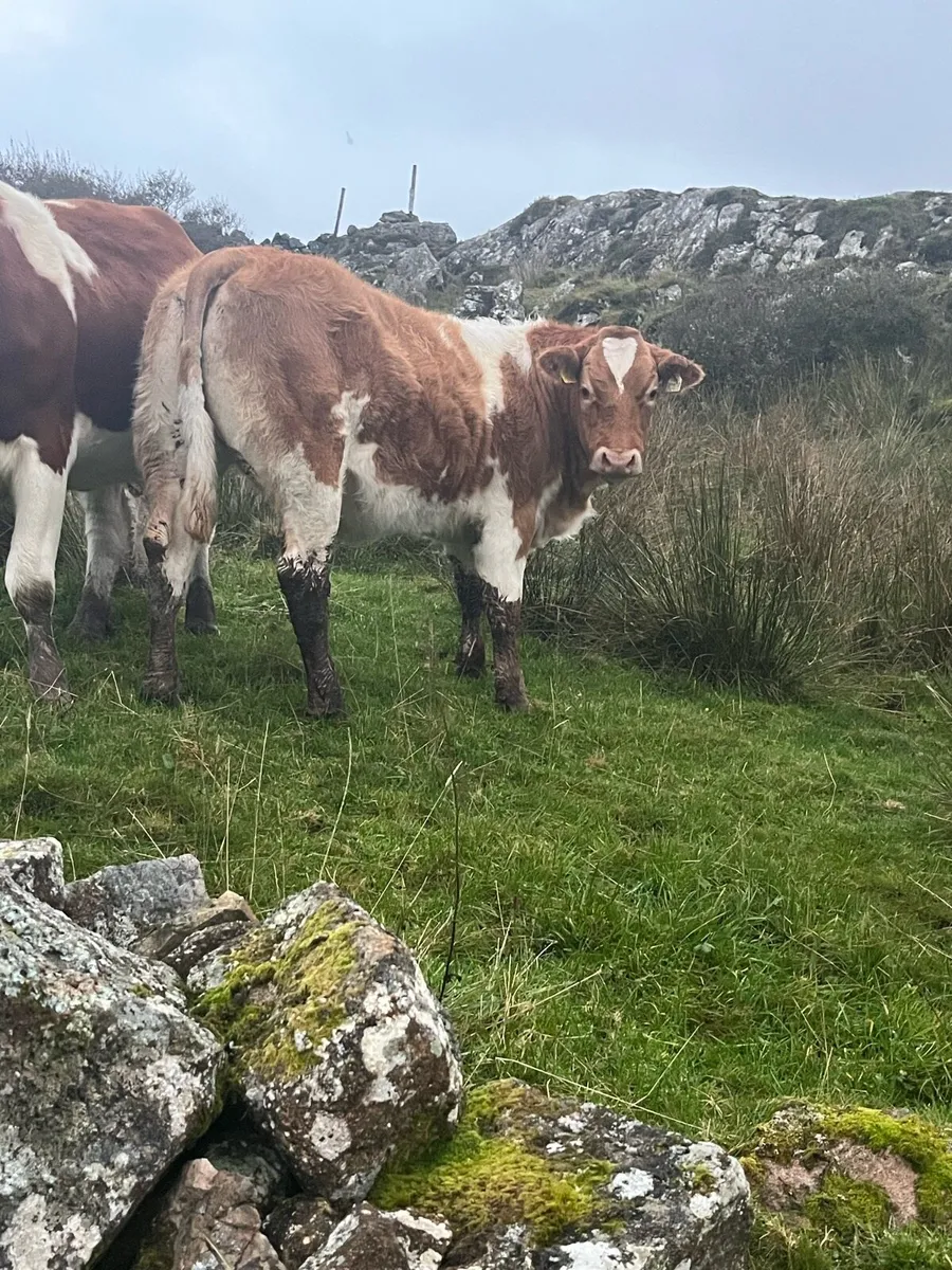 Heifers for Milford mart Saturday 11th - Image 1