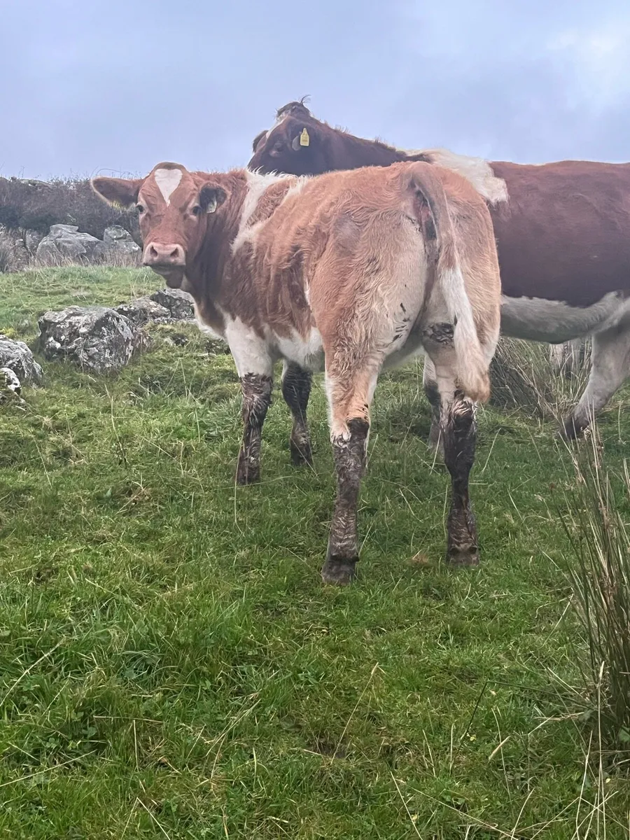 Heifers for Milford mart Saturday 11th - Image 2