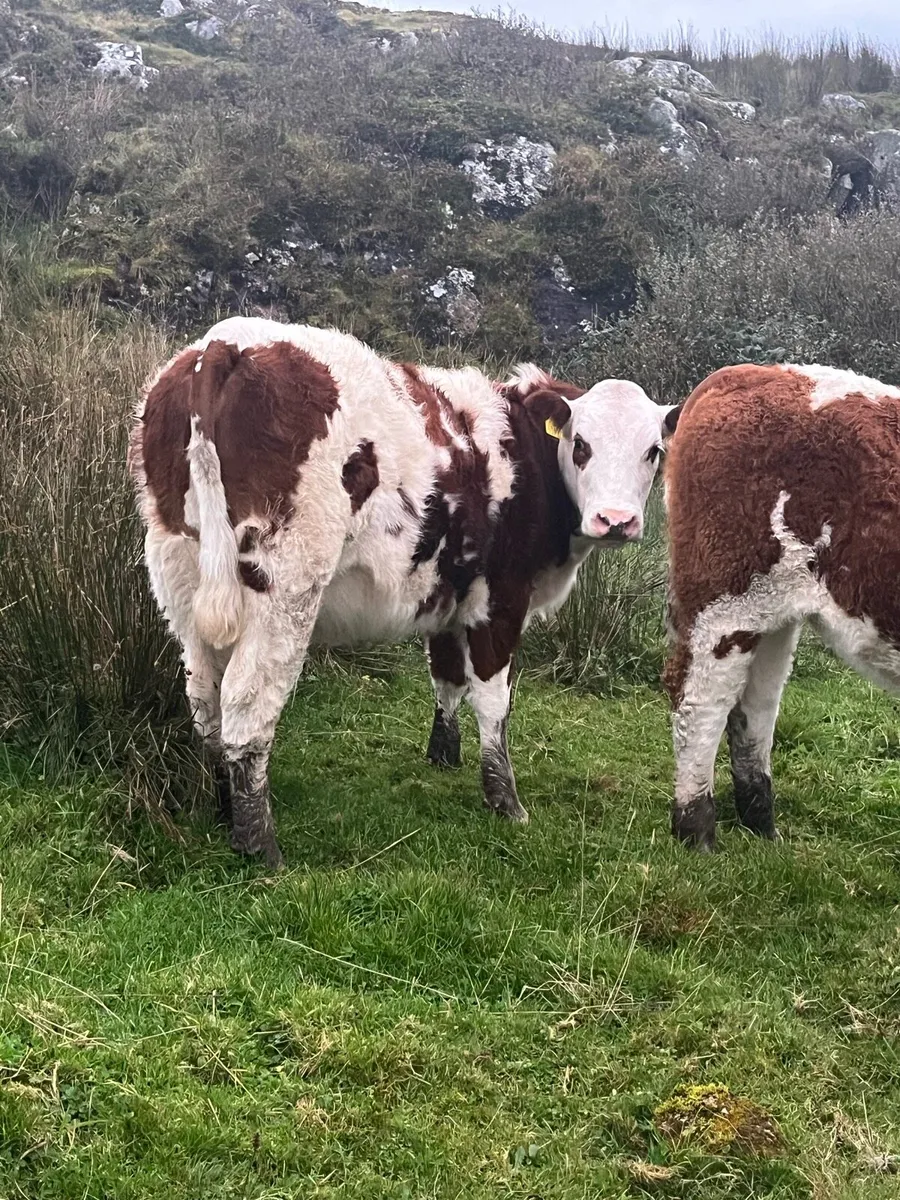 Heifers for Milford mart Saturday 11th - Image 4