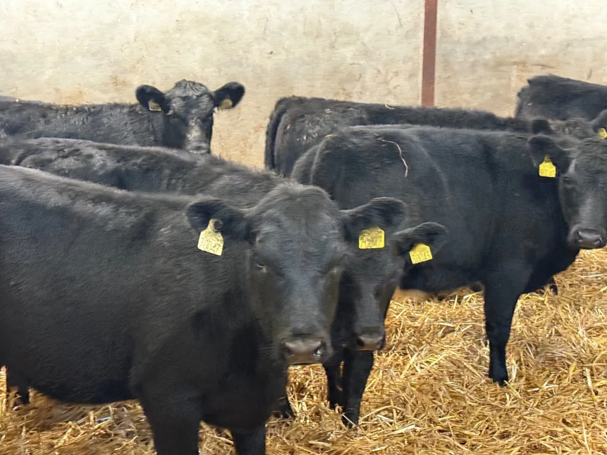 6 SUCKLER BRED ANGUS HEIFERS ( AI BRED) - Image 2