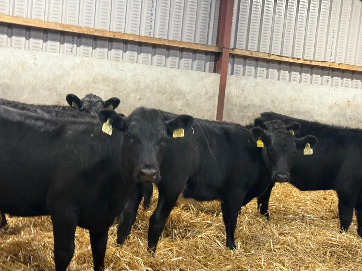 6 SUCKLER BRED ANGUS HEIFERS ( AI BRED) - Image 3