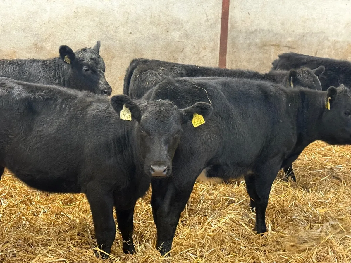 6 SUCKLER BRED ANGUS HEIFERS ( AI BRED) - Image 4