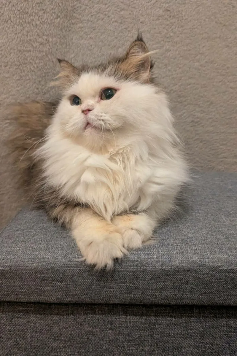 Cat - Image 2