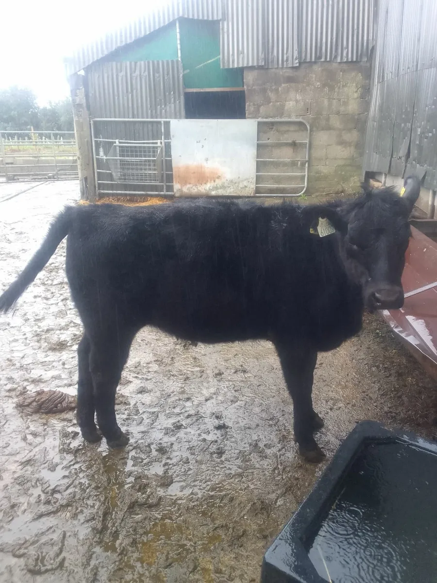 Angus - Image 2