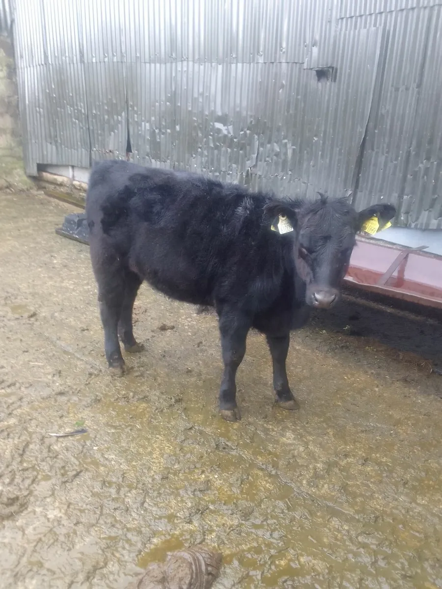 Angus - Image 3