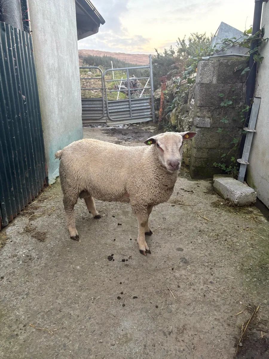 PBR Charolais Rams - Image 1