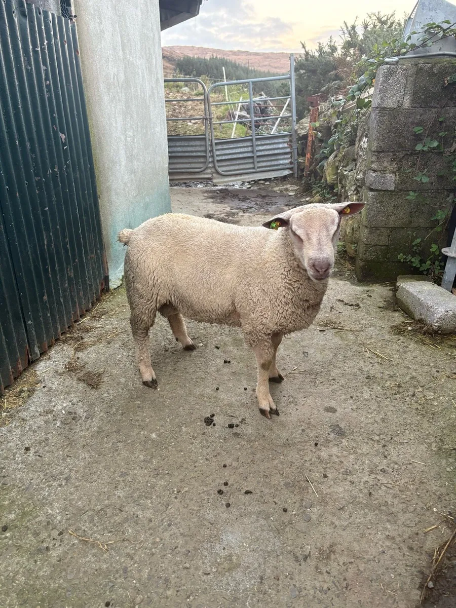PBR Charolais Rams - Image 2