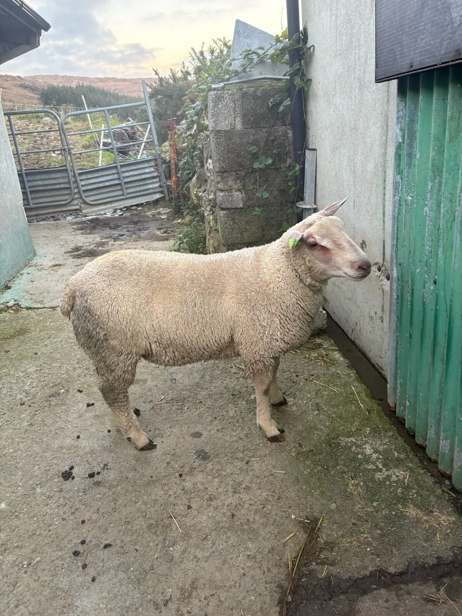 PBR Charolais Rams - Image 3