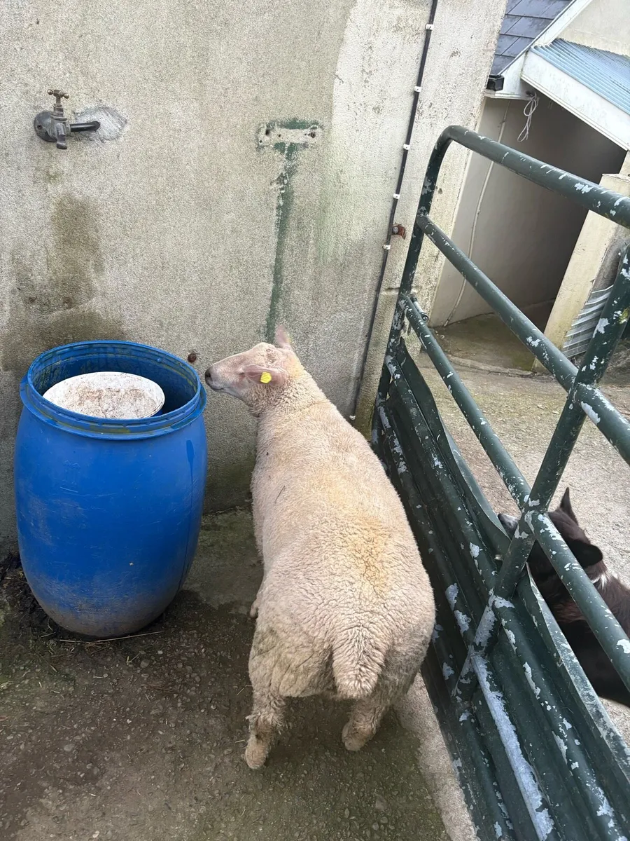 PBR Charolais Rams - Image 4