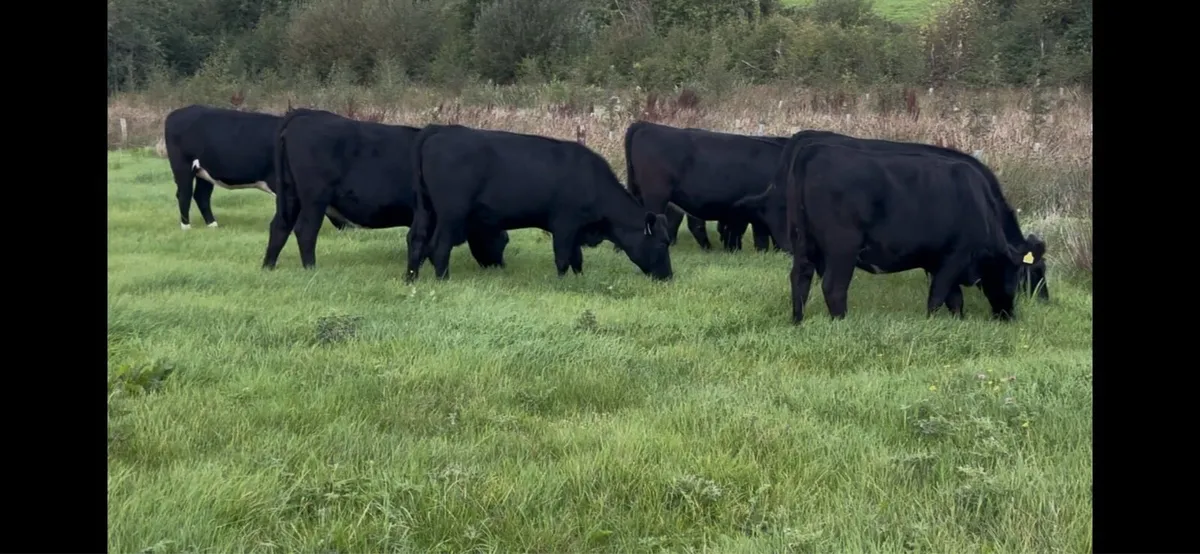 15 AA heifers - Image 1