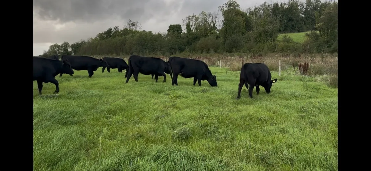 15 AA heifers - Image 2