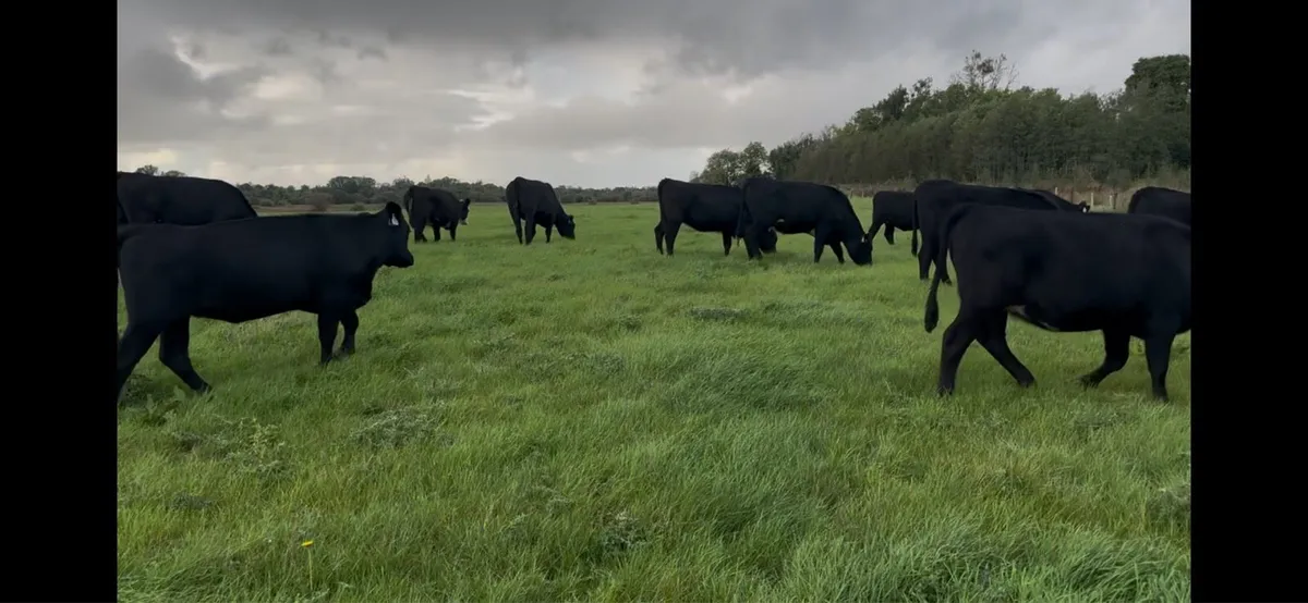 15 AA heifers - Image 3