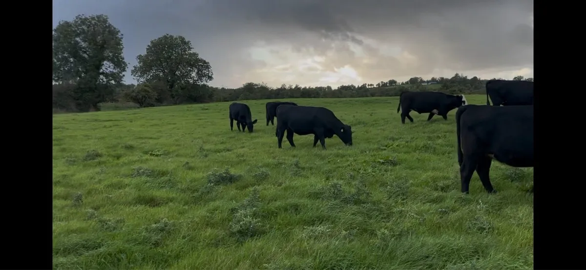 15 AA heifers - Image 4