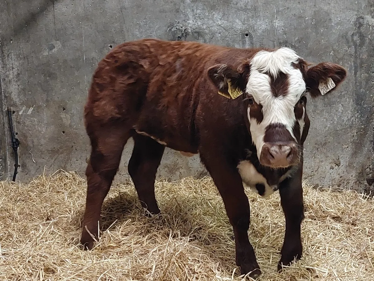 Elite Weanling Heifer Sale Ballina Fri 10th Oct - Image 1