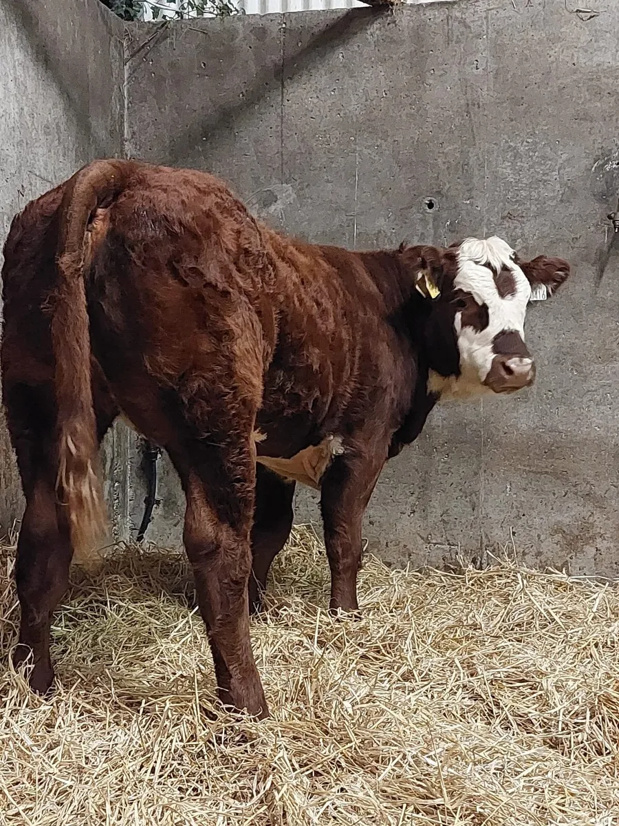 Elite Weanling Heifer Sale Ballina Fri 10th Oct - Image 2