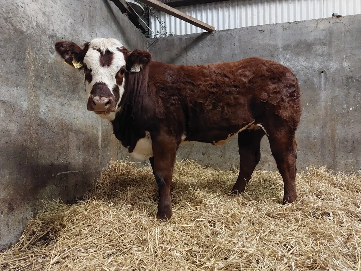 Elite Weanling Heifer Sale Ballina Fri 10th Oct - Image 3