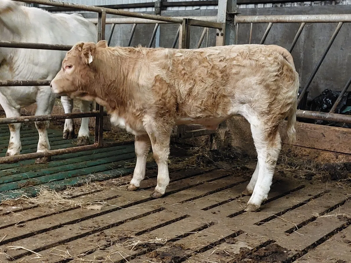 Elite Weanling Heifer Sale Ballina Fri 10th Oct - Image 4