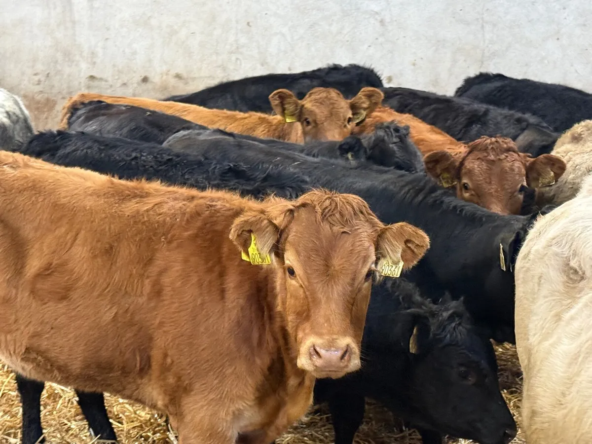12 SUCKLER BRED LIMOUSINE HEIFERS ( 280 KGS) - Image 1