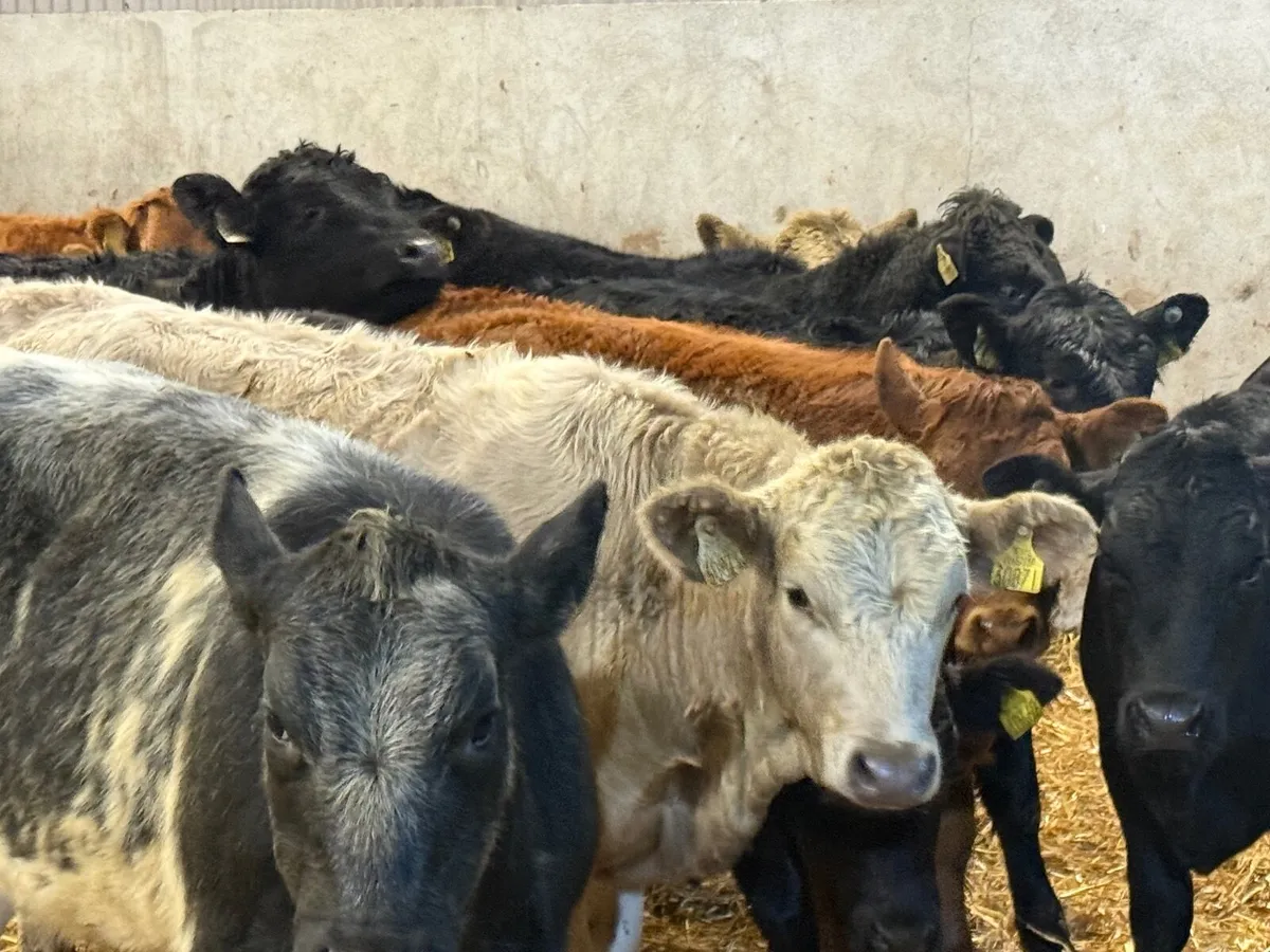12 SUCKLER BRED LIMOUSINE HEIFERS ( 280 KGS) - Image 3