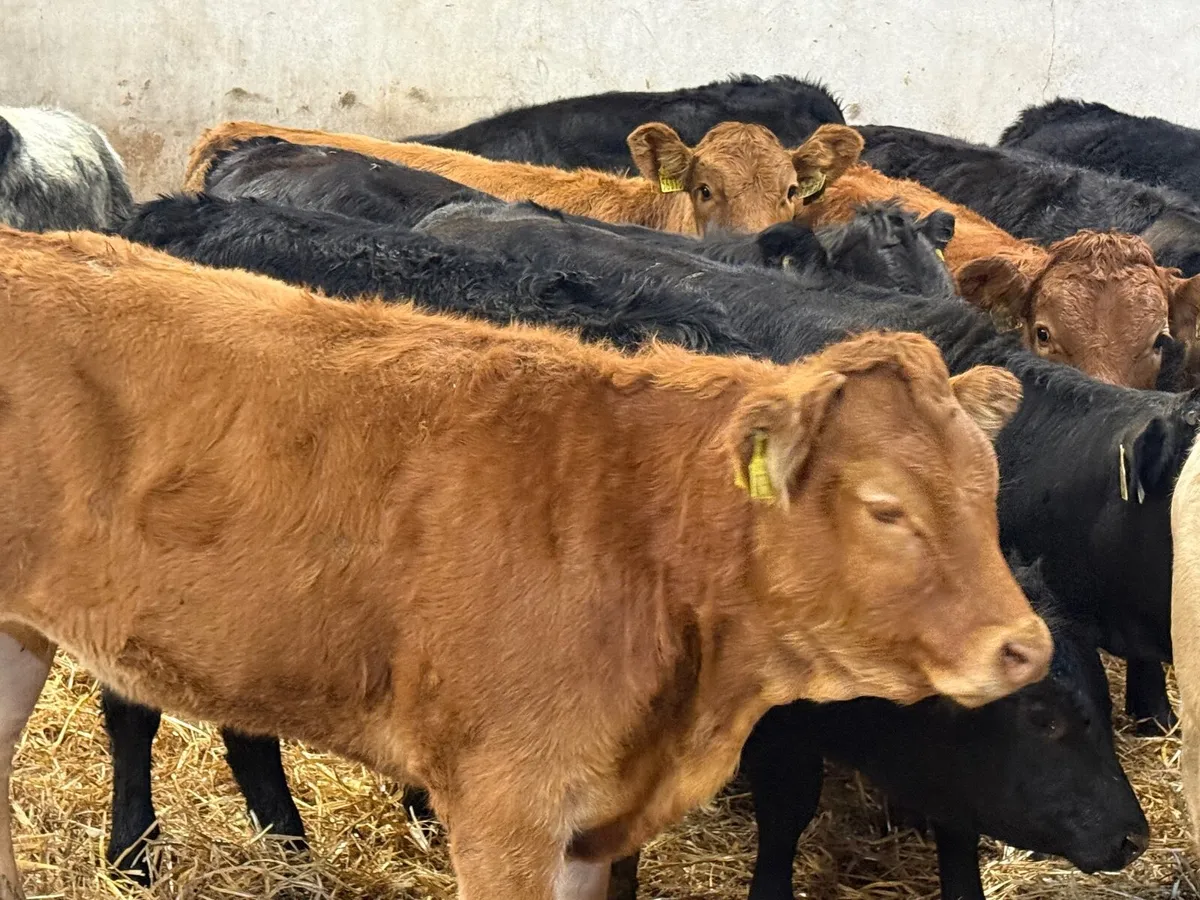 12 SUCKLER BRED LIMOUSINE HEIFERS ( 280 KGS) - Image 4