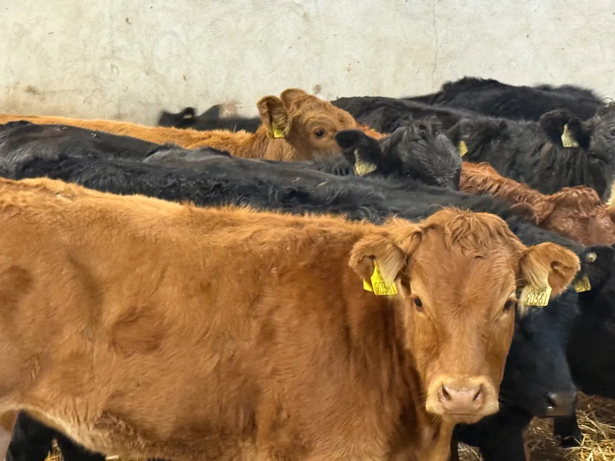 12 SUCKLER BRED LIMOUSINE HEIFERS ( 280 KGS) - Image 2