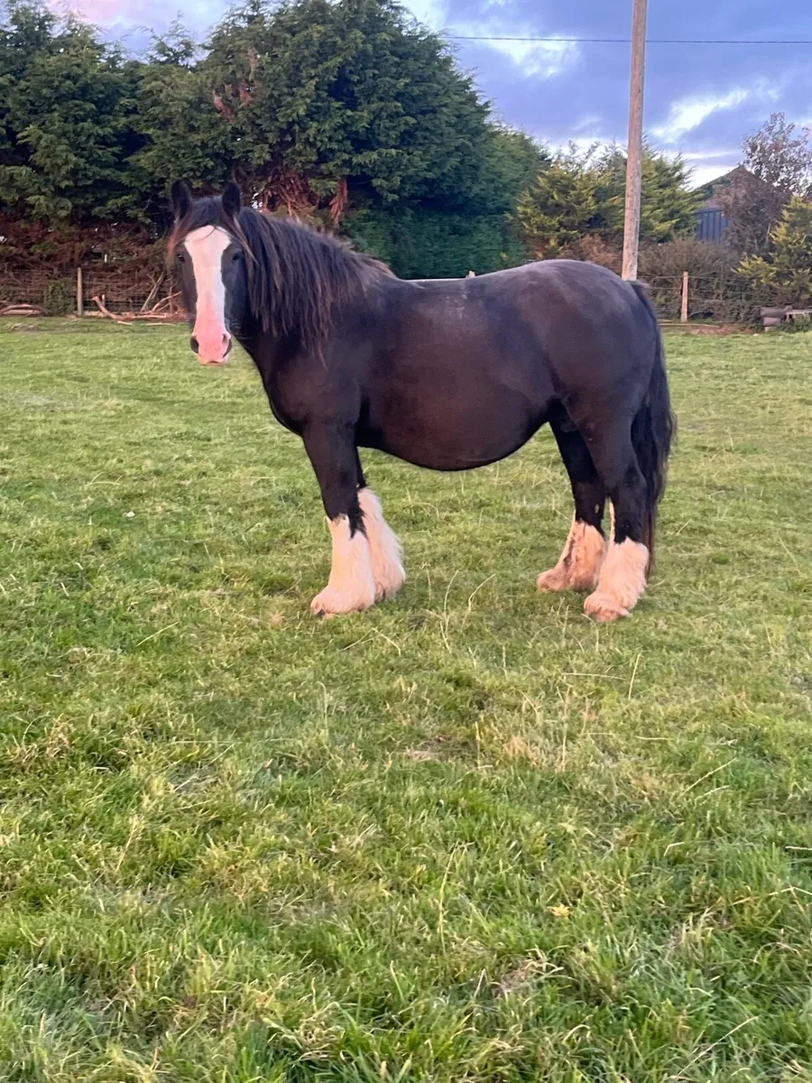 HEAVY MARE - Image 2