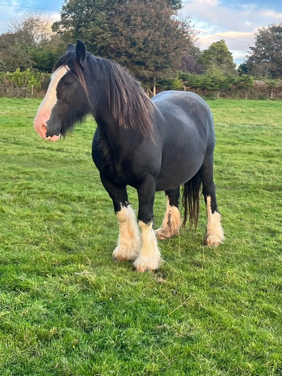HEAVY MARE - Image 1