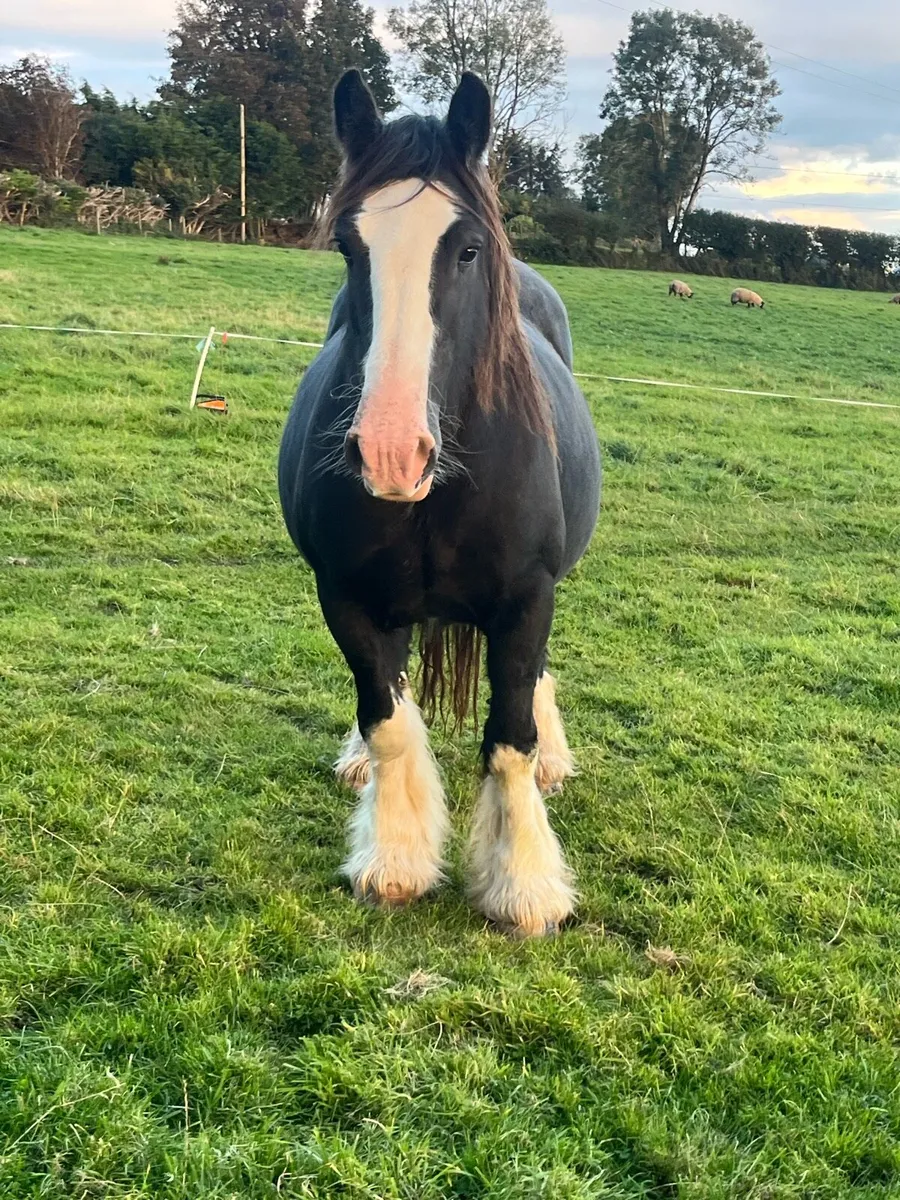 HEAVY MARE - Image 3