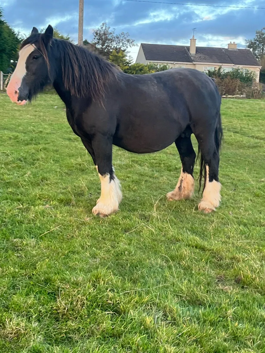 HEAVY MARE - Image 4