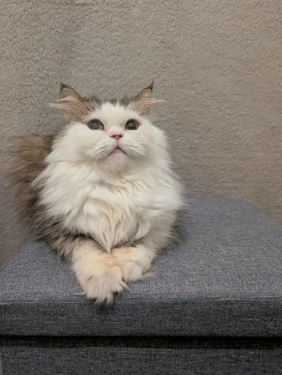 Cat - Image 1