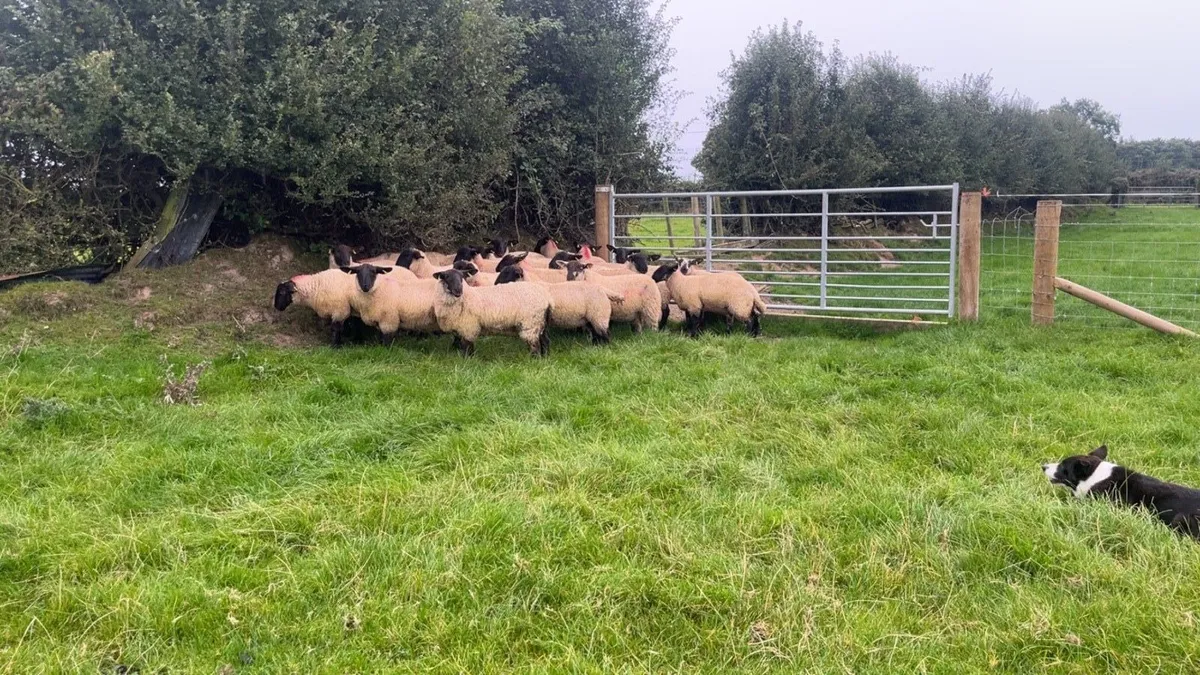Suffolk Ewe lambs - Image 2