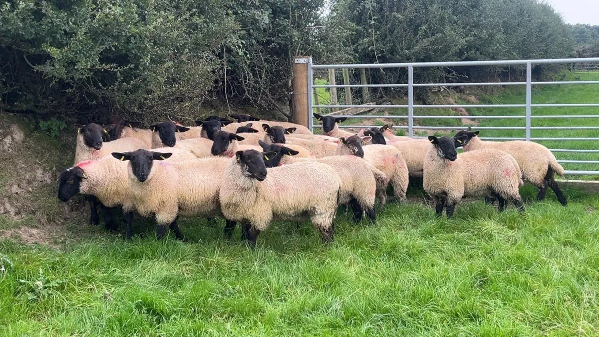 Suffolk Ewe lambs - Image 1