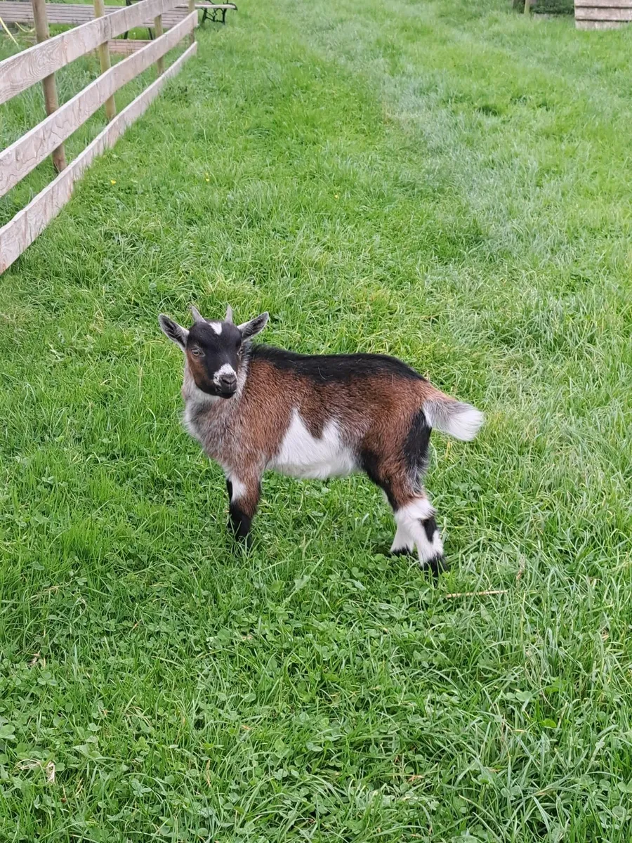 Pygmy goat wether - Image 1