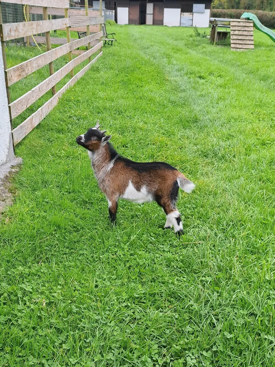 Pygmy goat wether - Image 2