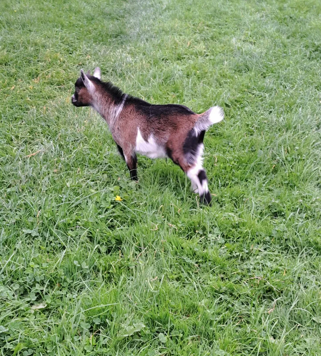 Pygmy goat wether - Image 3