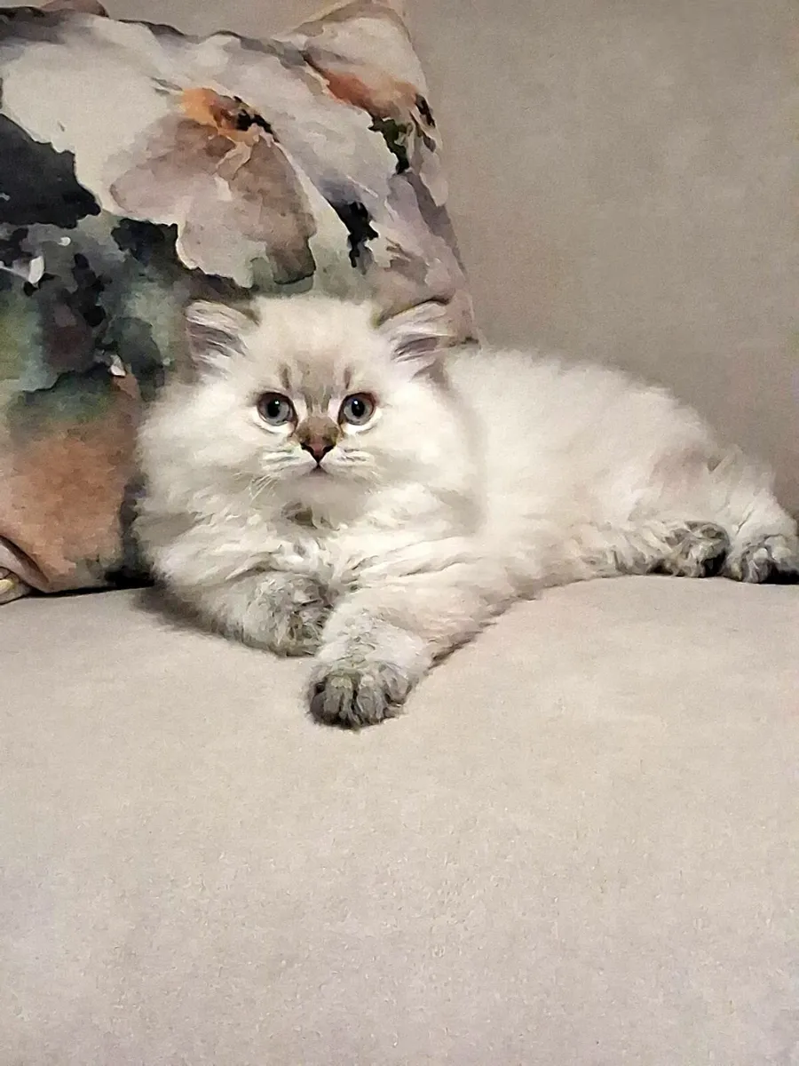 Gorgeous male kitten - Image 3