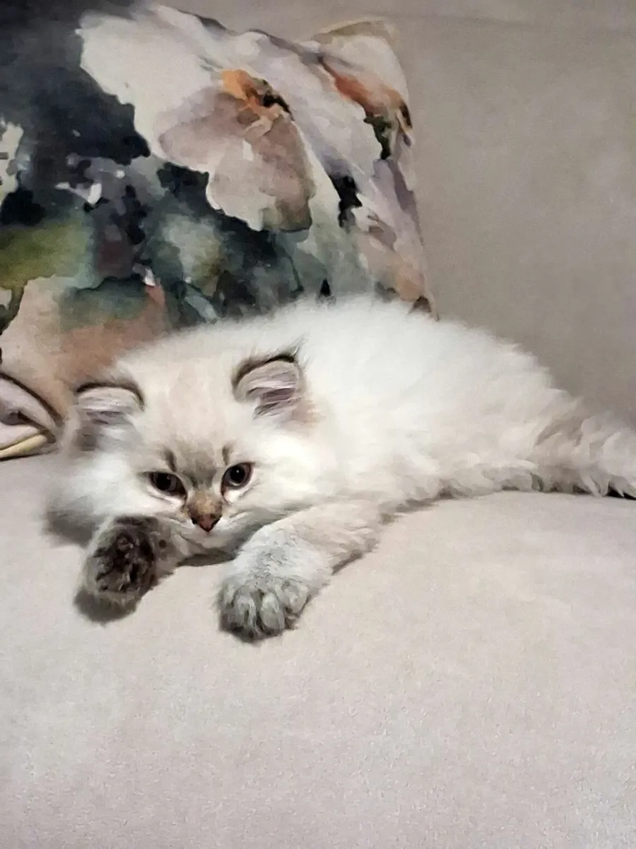 Gorgeous male kitten - Image 4
