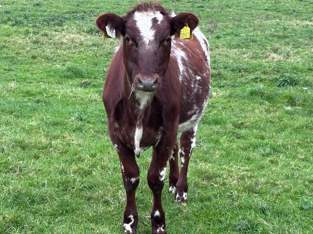 Reg Pedigree Organic Dairy Shorthorn Weanlings - Image 1