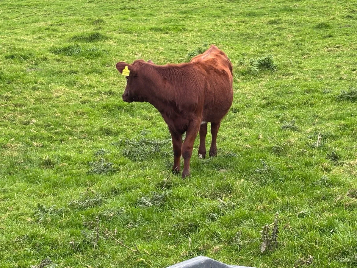 Reg Pedigree Organic Dairy Shorthorn Weanlings - Image 2