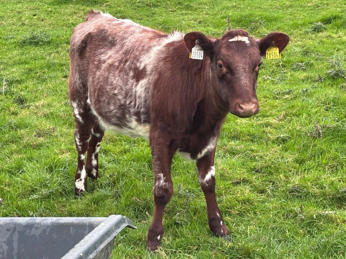 Reg Pedigree Organic Dairy Shorthorn Weanlings - Image 3