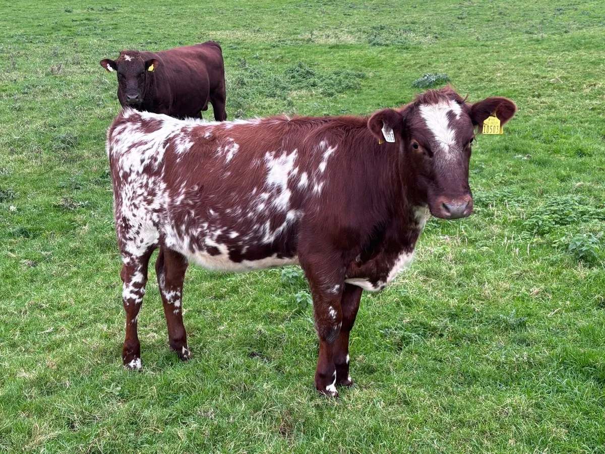 Reg Pedigree Organic Dairy Shorthorn Weanlings - Image 4