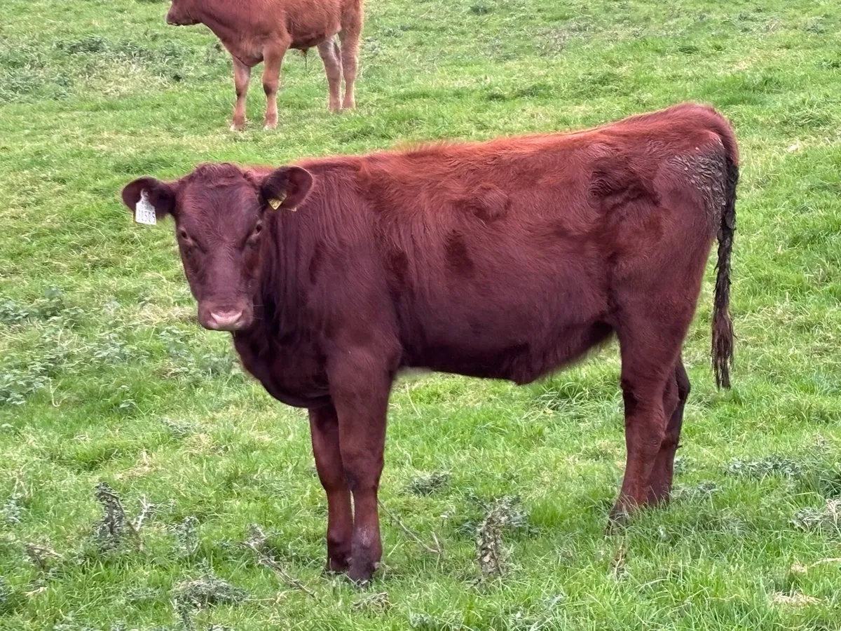 Reg Pedigree Organic Dairy Shorthorn Weanlings - Image 3