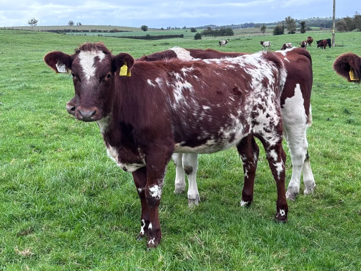 Reg Pedigree Organic Dairy Shorthorn Weanlings - Image 4