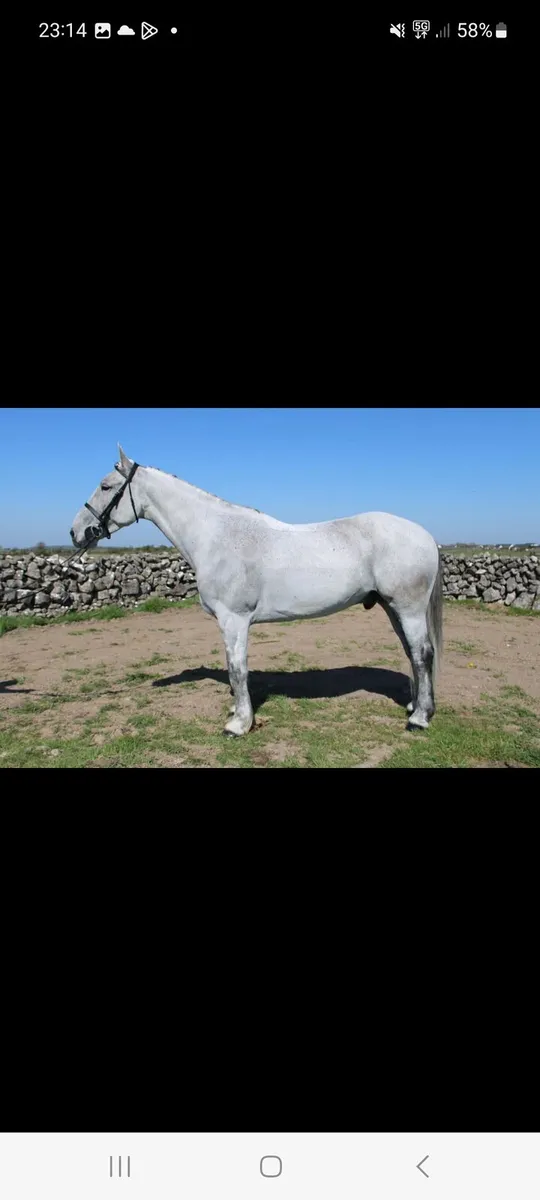 Gelding - Image 2