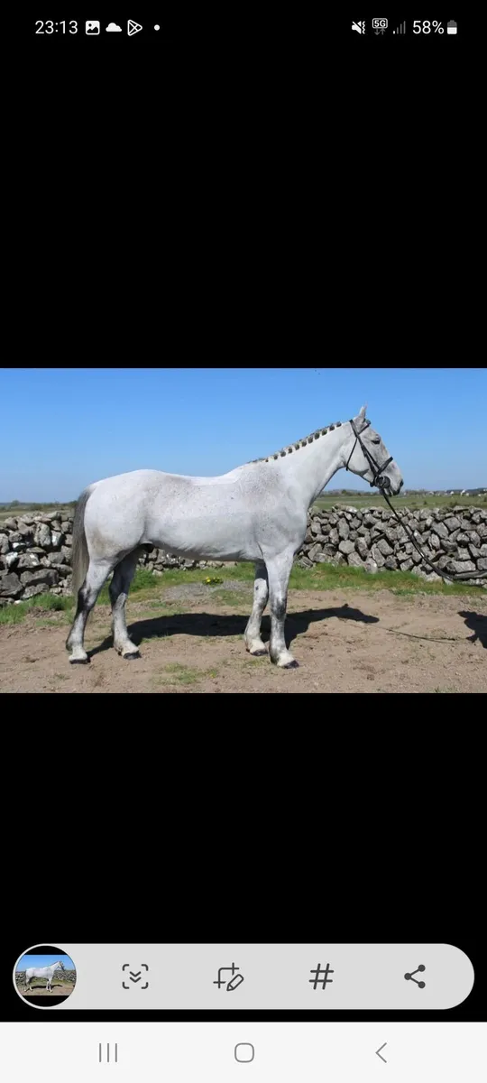 Gelding - Image 1