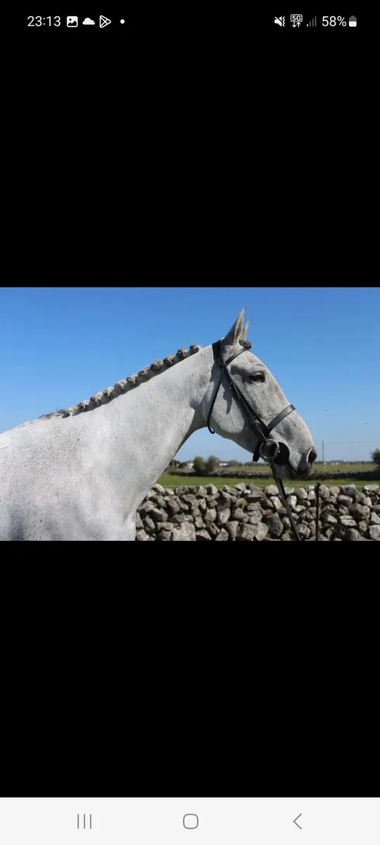 Gelding - Image 3