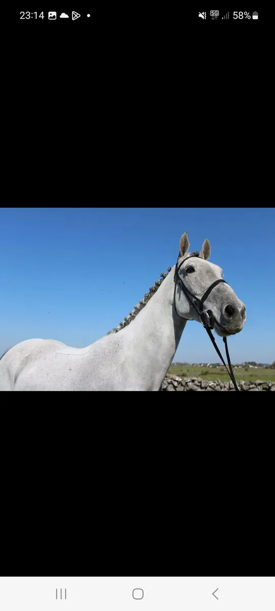 Gelding - Image 4