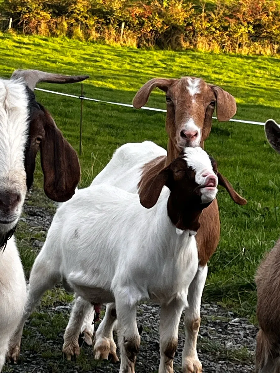 Nubian buck goat kid - Image 1
