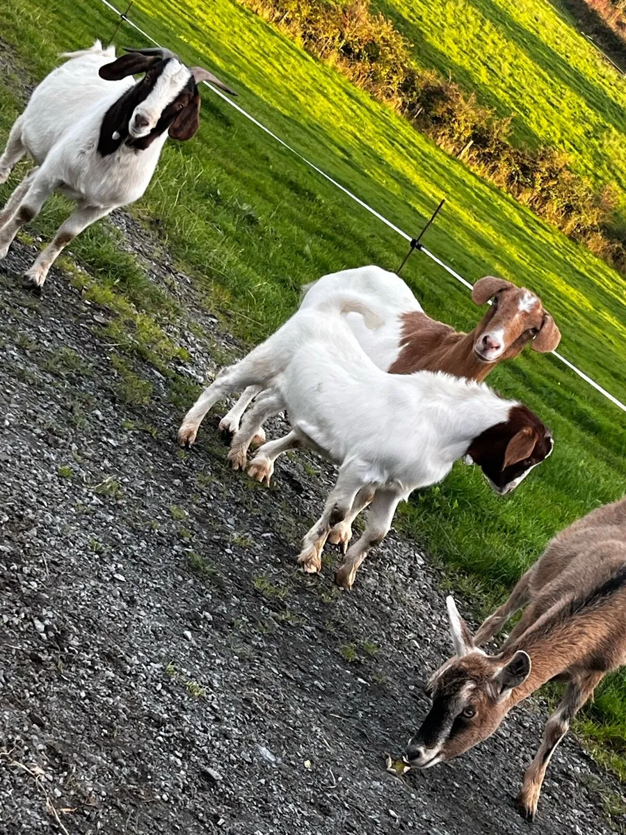 Nubian buck goat kid - Image 3